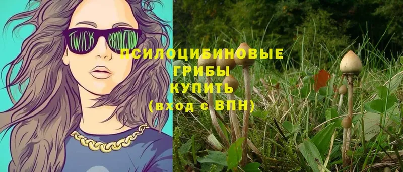 Псилоцибиновые грибы Psilocybe  Агрыз 